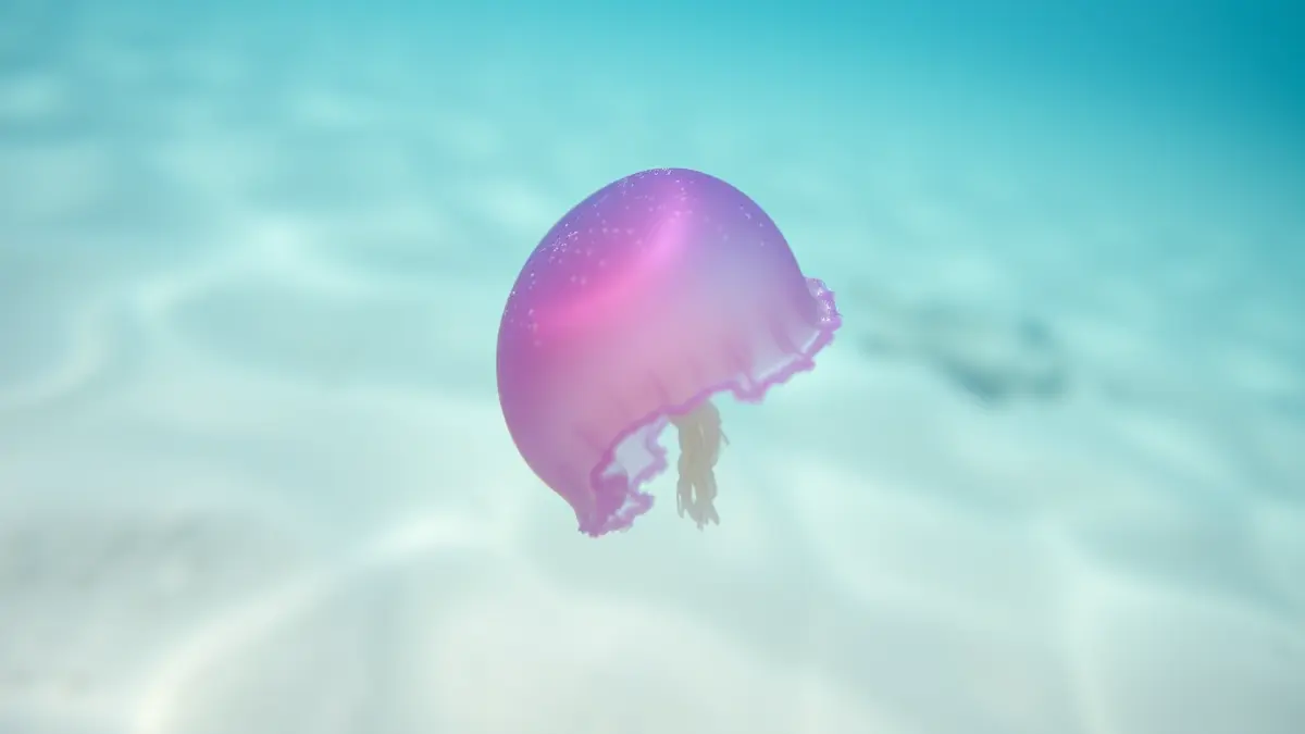 Imatge d'una medusa Pelagia Noctiluca de color rosa-violeta en l'aigua del mar, amb el fons marí desenfocat.