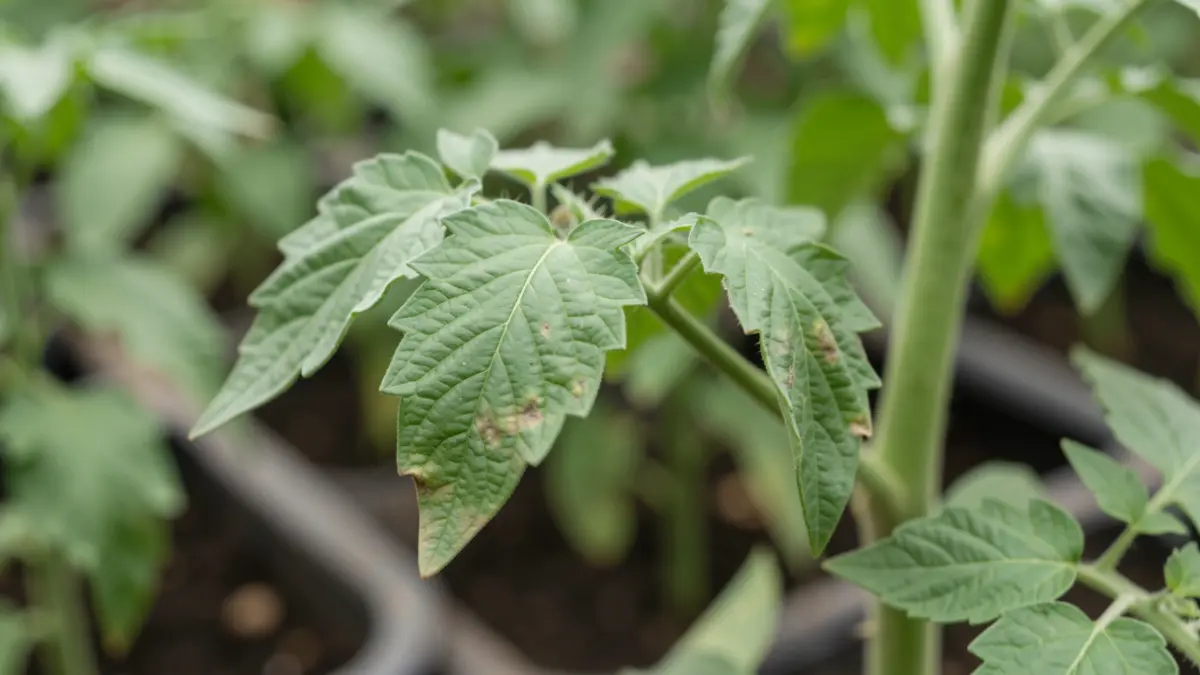 Imatge genèrica de fulles de planta sota estrès.