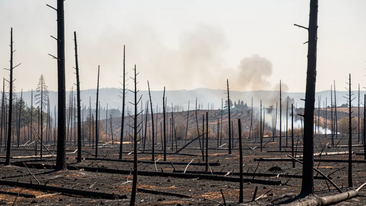 Imatge genèrica d'un paisatge cremat després d'un incendi forestal.