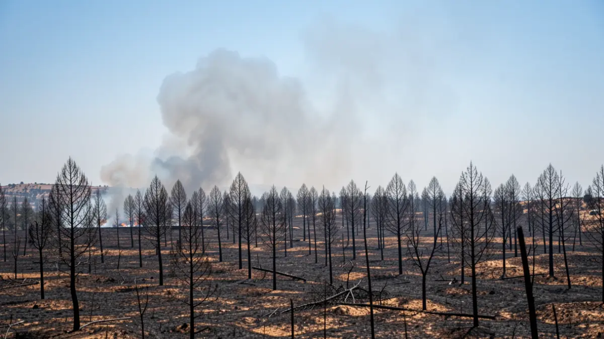 Imatge genèrica de la devastació d'un incendi forestal amb fum.