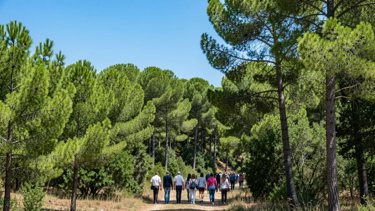 Generic image of a Mediterranean forest landscape with green trees and blue sky.