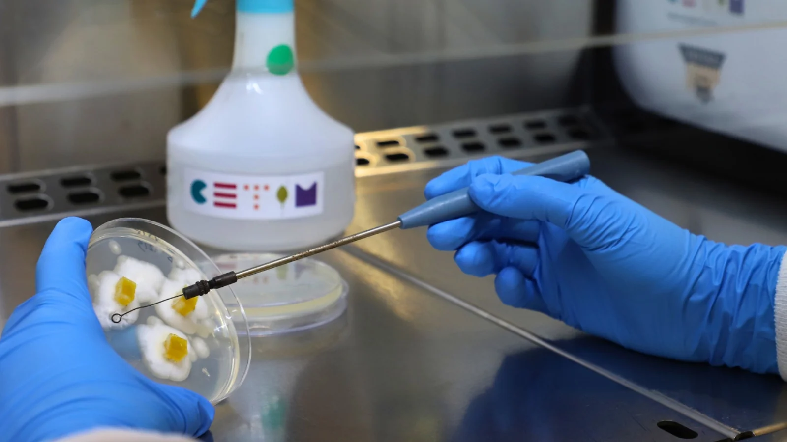 CETIM es recolza en la biotecnologia i l'economia circular per crear les proteïnes alimentàries del futur