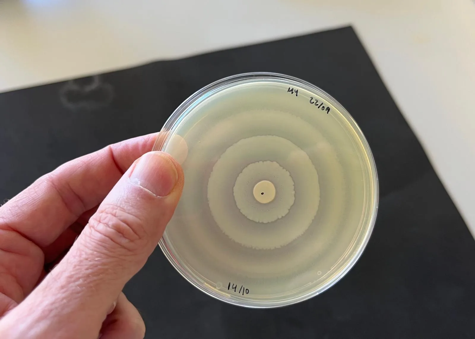 Bacteria que dibuixa cercles quasi perfectes es fa viral a les xarxes