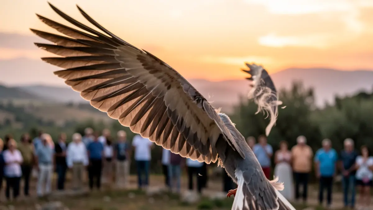 Imagen genérica de un ala de pájaro en vuelo con corrientes de aire, sobre un paisaje mediterráneo al atardecer.